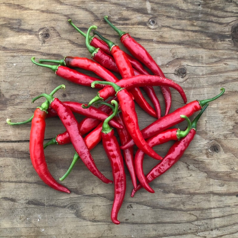 Piment de cayenne Ring of Fire – Ferme Bédard Blouin